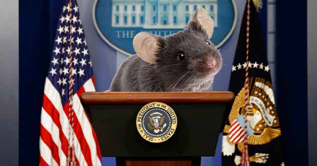 Mouse Falls out of White House Ceiling Onto Reporter