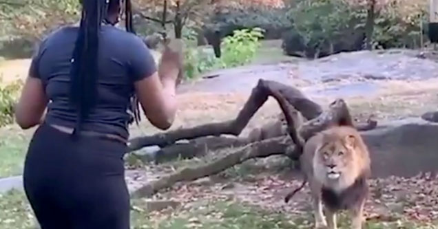 Woman Climbs Into Lion Enclosure At The Bronx Zoo