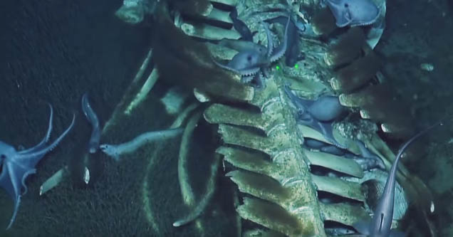 Marine Biologists Come Upon a Whale Fall While Exploring the Ocean ...