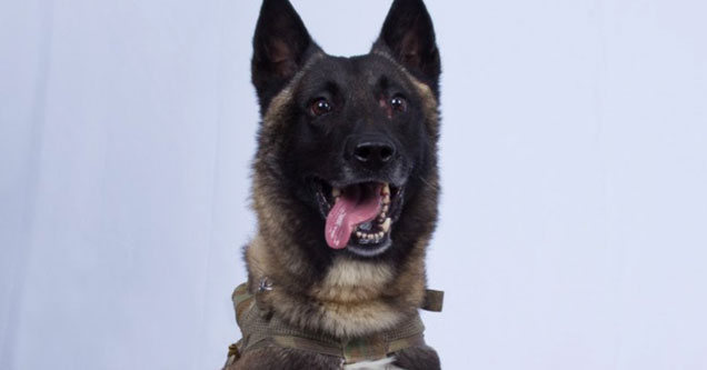 Military Dog Injured During al-Baghdadi Raid is Doing 'Fine' A Spokesperson for the Military Confirmed