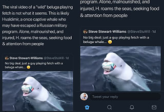 This beluga whale named Hvaldimir has appeared in a number of viral videos, and it bags the questions why it's so good with people. 