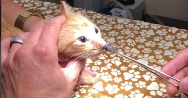 Gigantic Pulsing Parasite Gets Extracted from a Kitten's Nose - Eww ...