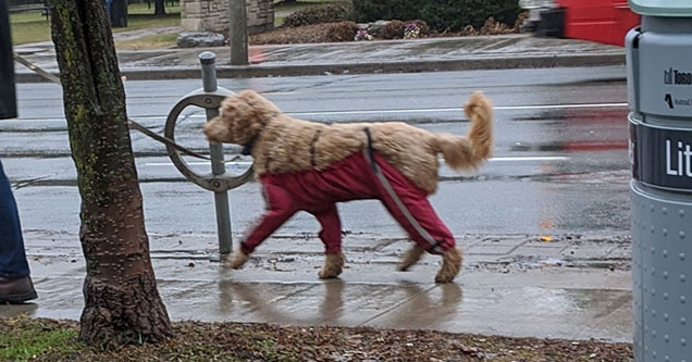 The Age Old Question of "If a Dog Wore Pants" Has Finally Been Answered