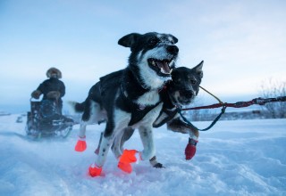 Photographer <a href="https://twitter.com/nWilderPhoto" target="_blank">Nathaniel Wilder</a> trekked out to Alaska to capture the incredible world of dogsledding with trainer <a href="https://twitter.com/BlairBraverman" target="_blank">Blair Braverman</a>. What an incredible life it would be to train sled dogs in Alaska.