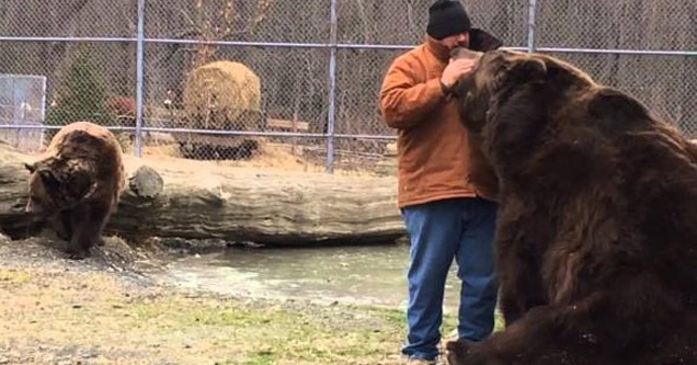 man petting a huge brown kodiak bear | funny video of a bear wanting more affection