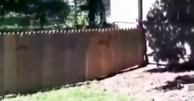 dog jumps over fence with ease and his owner is upset | funny video of a man showing off his new fence