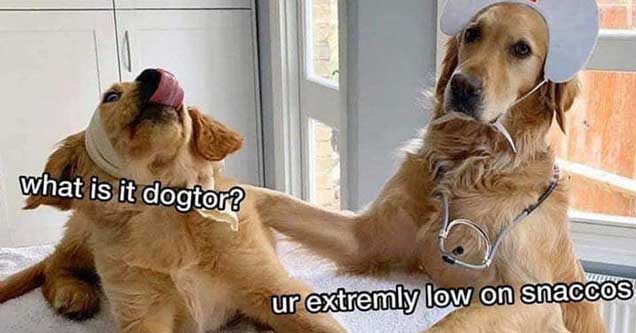 50 Funny Dog Memes to Wag Your Tail At