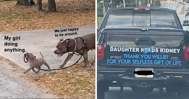 Wholesome pics and memes | Dog - Me just happy to be around. My girl doing anything. | daughter needs kidney - Daughter Needs Kidney Fiso Thank You Willie! For Your Selfless Gift Of Life