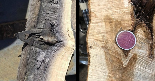 cool and interesting pictures | an old arrow head in a piece of wood | A branch of Violet Wood growing through another tree.