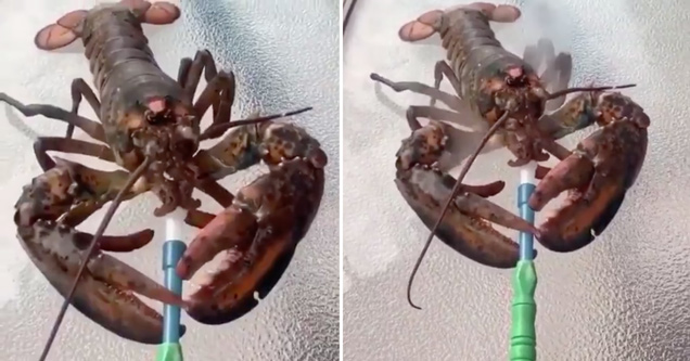 smoking multiple cigarettes gif Smoking multiple cigarettes at once and then all of a sudden... : r/WTF