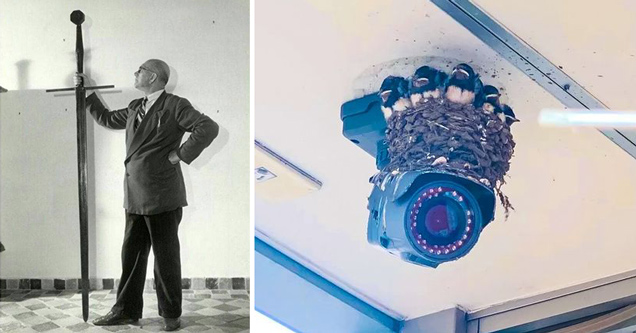 cool random pictures |tiny man holding large sword - birds nesting around security camera