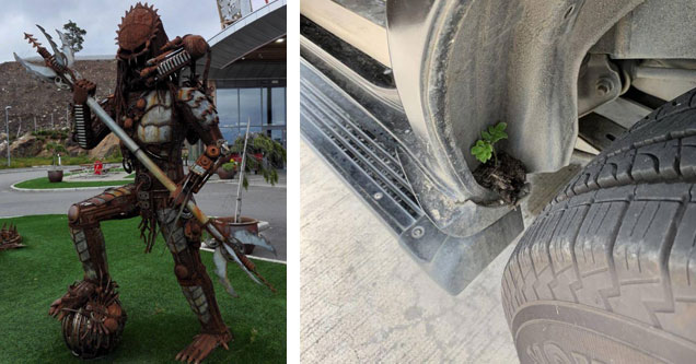 fascinating and cool pictures |a giant metal predator sculpture and a plant that grew in a tire wheel