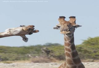 Finalists for the 2020 Comedy Wildlife Photography Awards - Funny ...