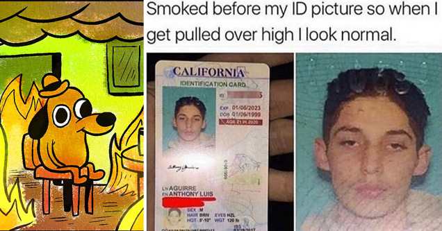 dog everything is fine fire house meme - smoked before my ID picture so when I get pulled over high I look normal