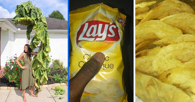 woman next to really tall sunflower - bag of lays potato chips filled up to the brim