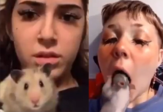 Hamster Is Scarred For Life From Watching Video Of Other Hamster Enter A Mouth Funny Video