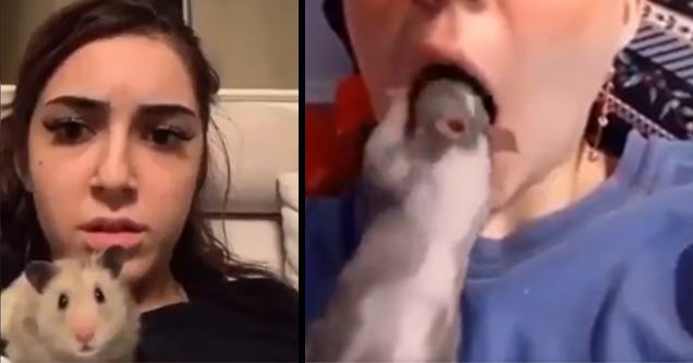 Hamster Is Scarred For Life From Watching Video Of Other Hamster Enter A Mouth Funny Video