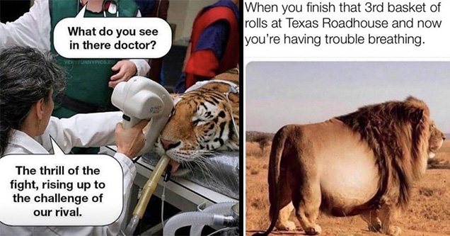 funny pics and memes | veterinarian jokes - What do you see in there doctor? Ven Nypics.Eu The thrill of the fight, rising up to the challenge of our rival. | funny relatable memes trending super funny memes - When you finish that 3rd basket of rolls at T