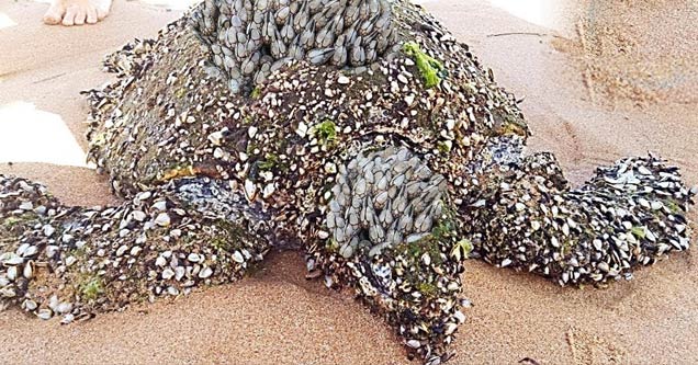 An Oddly Satisfying Video of Volunteers Removing Barnacles from Sea ...