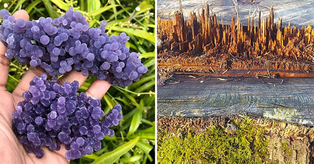 interesting things you need to look at twice -  crystals that look like grapes - a stump that looks like a small wooden metropolis