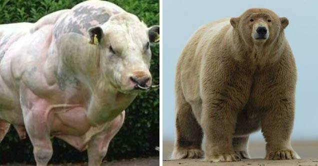 absolute units pics |swole cow | fat albert polar bear - Coam