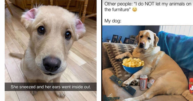 32 Funny Animal Memes to Share with Your Dog - Funny Gallery
