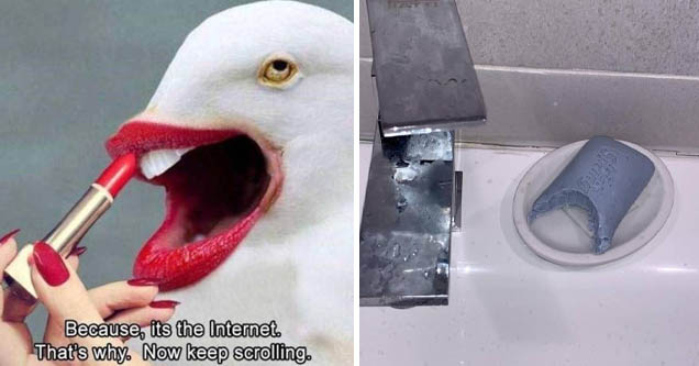 hate seagulls - Because, its the Internet. That's why. Now keep scrolling. | hardware