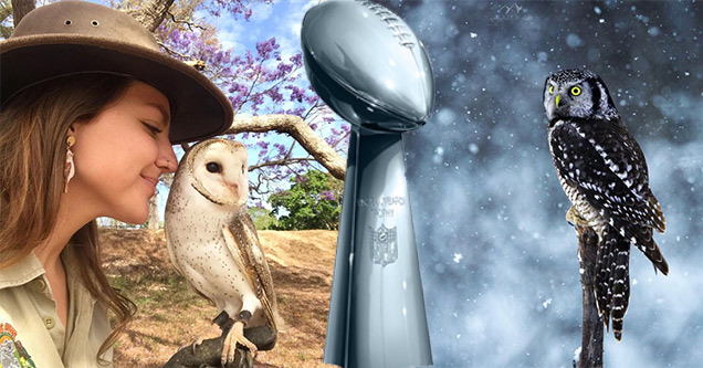 superb owl 55 memes | superb owl - superbowl- memes- superbowl 55- owl