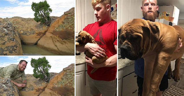 man sitting next to tiny but huge shrub landscape - man sitting next to tiny but huge shrub landscape - guy holding dog as puppy and then same dog much bigger as adult