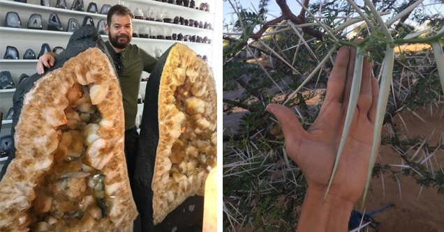 a photo of a man holding two halves of a giant geode stone and a massive thorn on a bush