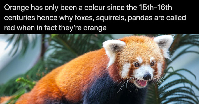 random cool facts |orange has only been a color since the 15th-16th centuries hence why foxes, squirrels, pandas are called red when in fact they're orange.