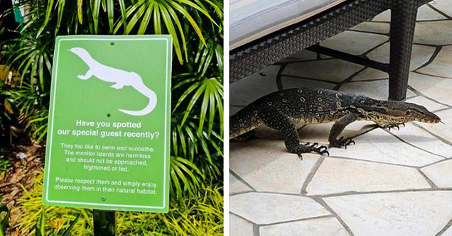 weird hotel | monitor lizard hotel - Have you spotted our special guest recently? They too liko to swim and sunbathe. The monitor lizards are harmless and should not be approached. Frightened or fed Please respect them and simply enjoy observing them in t