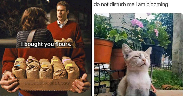 funny pictures | funny pictures - will ferrell i brought you flours - I bought you flours. DECE505XET 593 | funny pictures - do not disturb me i am blooming - do not disturb me i am blooming