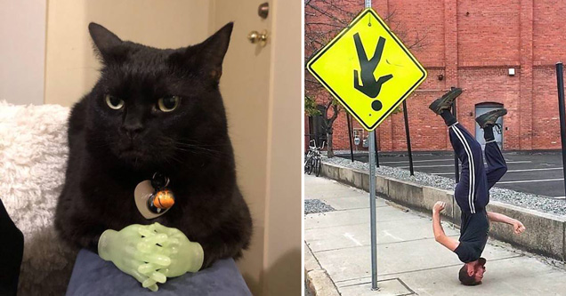 funny and random weird pictures |cat holding its tiny hands - guy standing on head walking upside down making fun of upside down street sign