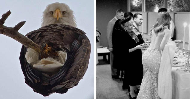 fresh pics, random pictures | eagle looking down at you | vikki dougan ralph crane