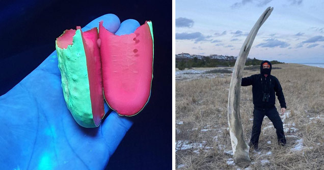 a pickle under an ultra violet light and a part of a humpback whale jaw