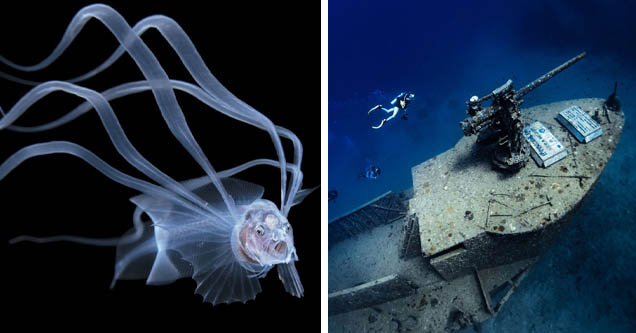 underwater photography | bony eared assfish | shipwreck