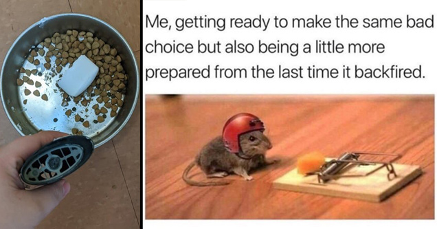 funny fail pictures | guy dropped deodorant stick into bowl of dog food - mouse wearing helmet next to cheese trap - me getting ready to make the same bad choice but also being a little more prepared from the last time it backfired.