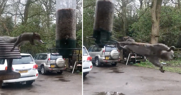 video screenshot of squirrel hanging onto bird feeder spinning around