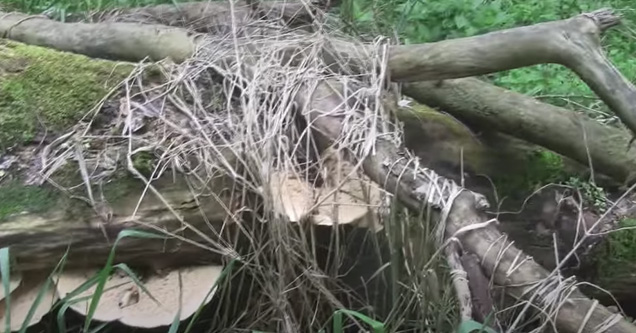 wild mushrooms in the woods