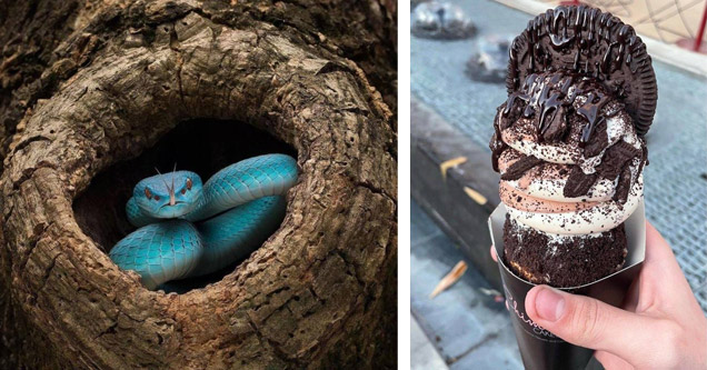 random pictures | a blue snake in a tree and a delicious ice cream cone