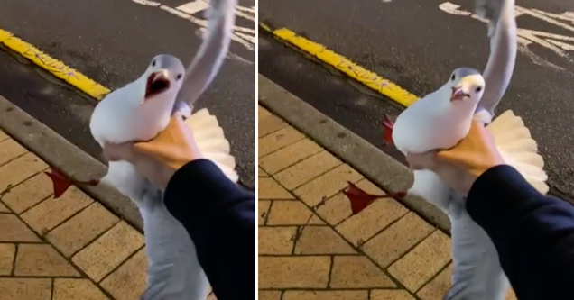 tiktok video guy grabbing a seagull in new zealand