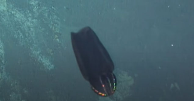 a strange looking creature spotted at 3700 feet below the ocean