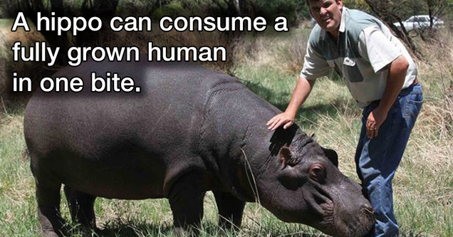 guy petting a hippopotamus - a hippo can consume a fully grown human in one bite