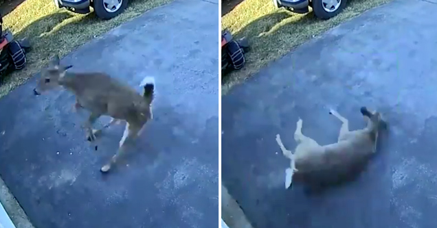 video screenshot of deer running into a garage door