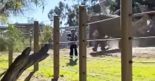 Idiot dad barely escapes elephant enclosure with toddler