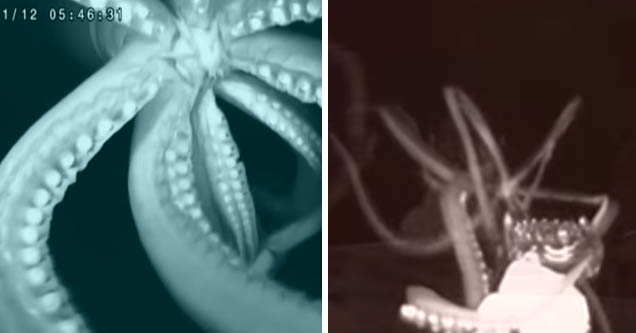 Footage of giant squid off Louisiana coast