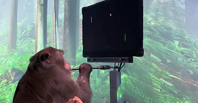 Monkey plays 'Pong' with just its mind using Neuralink chip