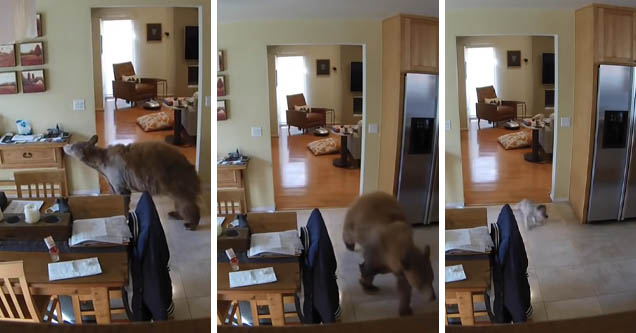 dogs chase bear out of home