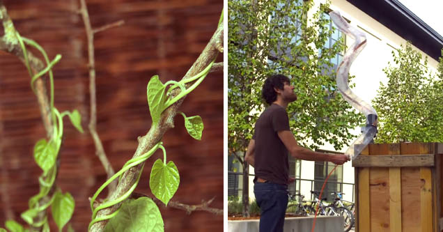 Vine tendrils growing on branch | Student at USCB demonstrates inflatable robot